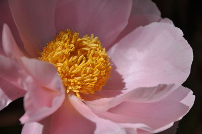 Close-up of pink rose flower