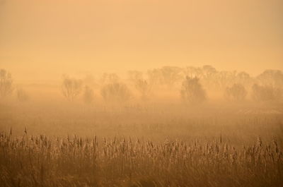 Bare trees on field against sky