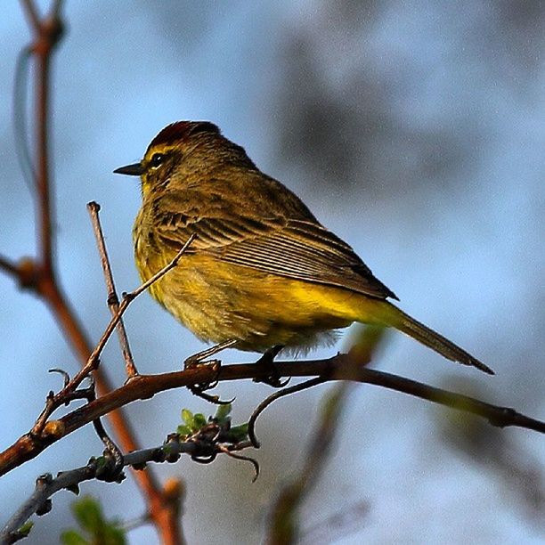 animal themes, one animal, animals in the wild, bird, wildlife, perching, focus on foreground, branch, full length, close-up, nature, side view, outdoors, low angle view, day, selective focus, beauty in nature, no people, zoology, twig