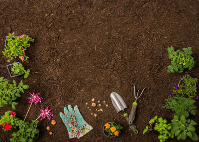 High angle view of flowering plant in mud