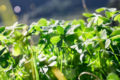 Defocused green shamrock nature background. fresh juicy green leafs of oxalis, shamrock, trefoil. 