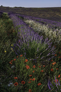 Purple flowering plants on field