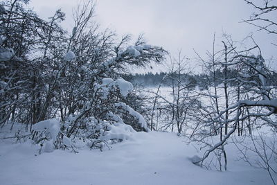 Bare trees on snow covered land against sky