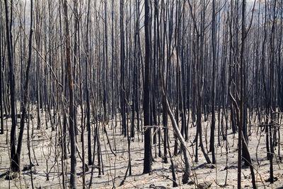 Full frame shot of bare trees in forest