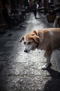 Full length of a dog on the road