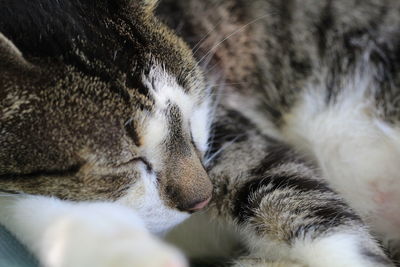 Close-up of cat sleeping