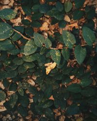 Full frame shot of green leaves