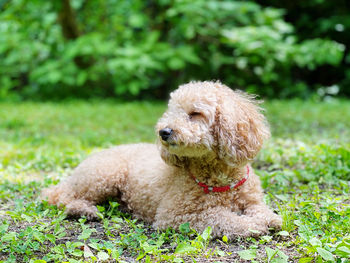 Close-up of a dog on field