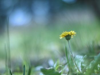 Close-up of yellow flowering plant on field