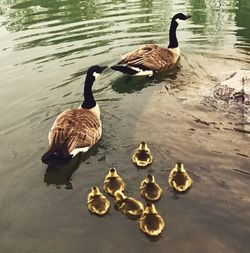 Ducks swimming on lake