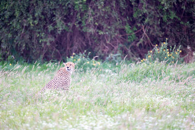 Cheetah in the grassland in the savannah of kenya