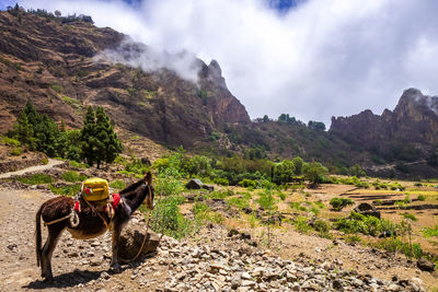 Panoramic view of horse cart on land