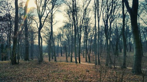 Sun shining through trees in forest