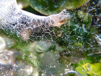 Close-up of spider on web