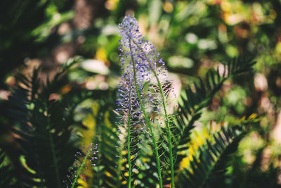 Close-up of purple flowering plant