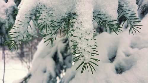 Close-up of pine tree branch during winter