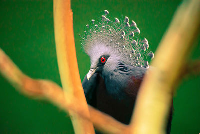 Close-up of bird