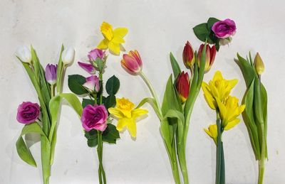 Close-up of multi colored tulips in vase against wall
