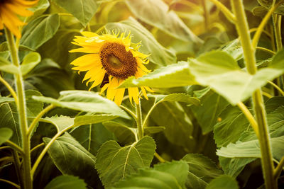 Close-up of yellow flowering plant