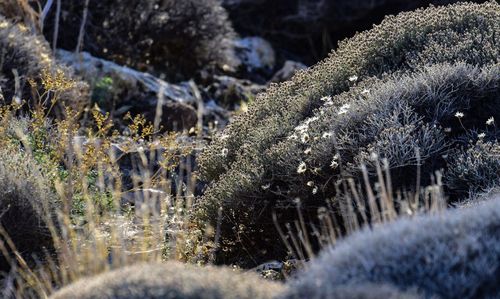 Close-up of frozen plants during winter