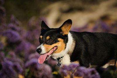 Close-up of dog