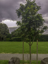 Trees on field against sky