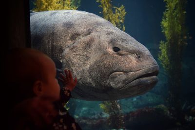 Cropped image of baby looking at giant sea bass through glass at aquarium