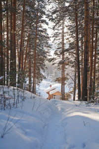 Trees on snow covered landscape
