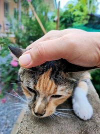 Close-up of hand holding cat