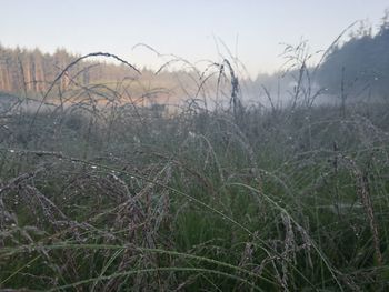 Close-up of grass on field against sky