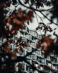 Low angle view of trees and buildings in city