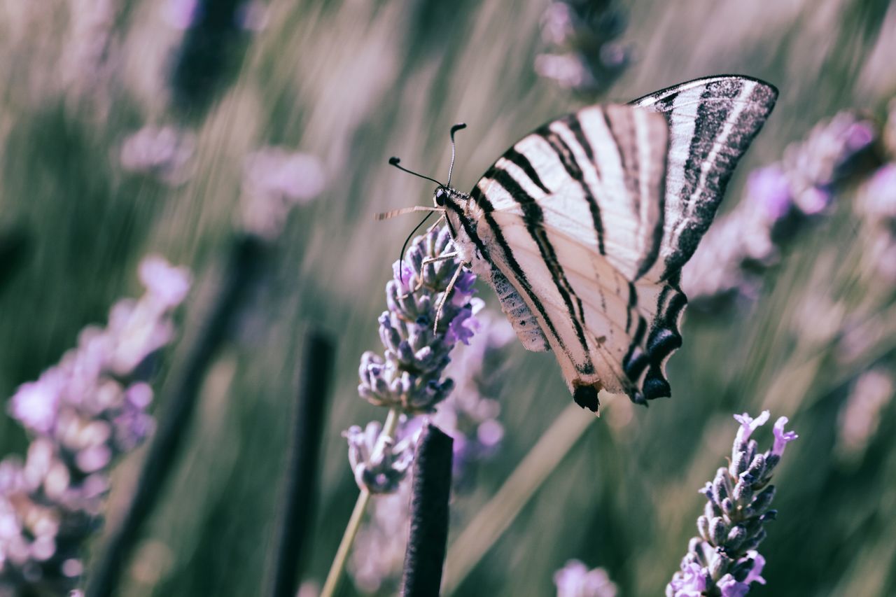 BUTTERFLY PERCHING ON PURPLE FLOWER