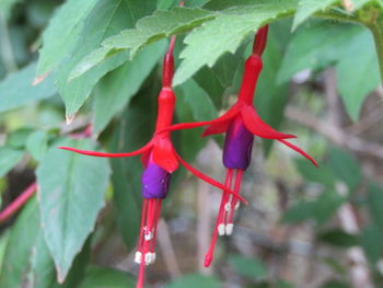 Close-up of red chili peppers on plant