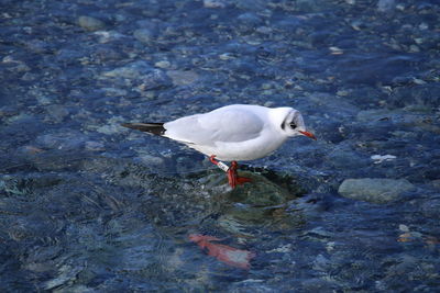 High angle view of seagull on lake