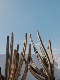 Close-up of succulent plant in sea against clear sky