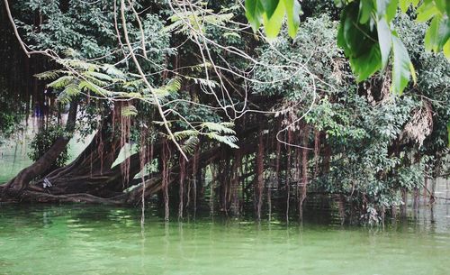 Trees by lake in forest