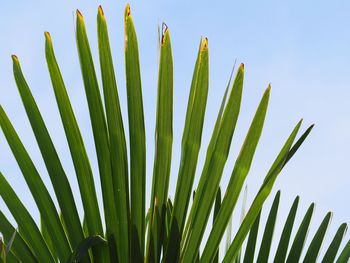 Close-up of palm leaf