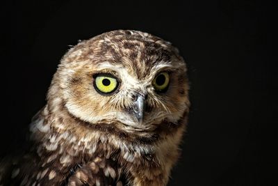 Close-up portrait of owl