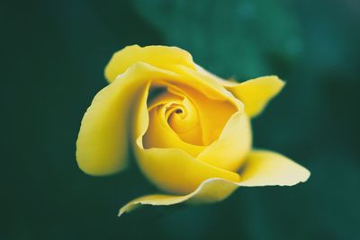 Close-up of yellow flower