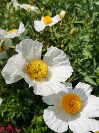 Close-up of white flowering plant