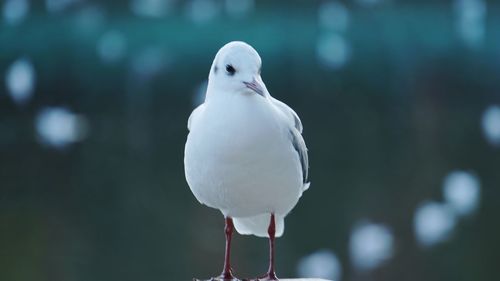 Close-up of seagull perching outdoors