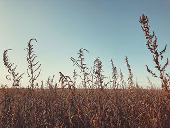 Scenic view of field against clear sky