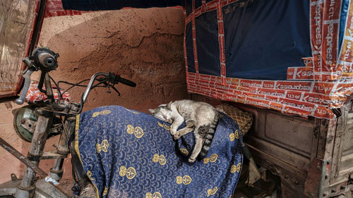 High angle view of cat sitting on footpath