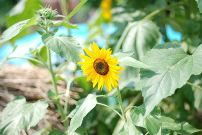 Close-up of sunflower