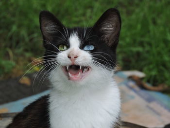 Close-up portrait of cat