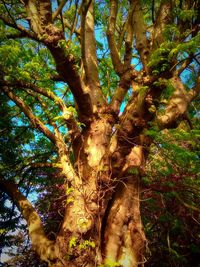 Low angle view of trees