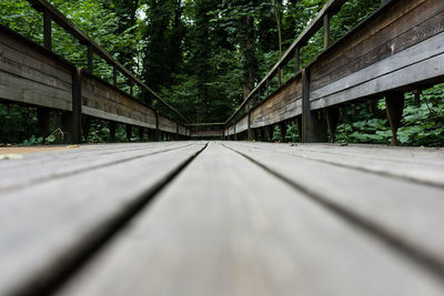 Surface level of railroad tracks amidst trees