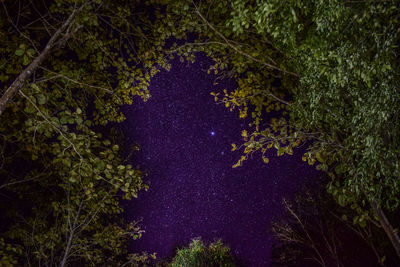 Trees growing in forest at night