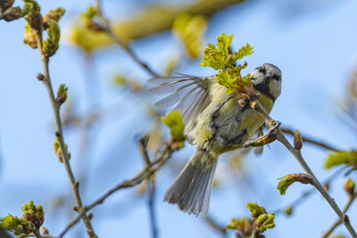 Close-up of bird perching on flower tree