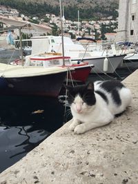 High angle view of cat by boat moored at harbor